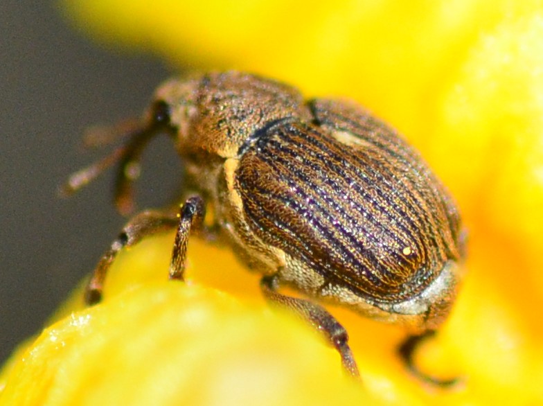 Mononychus punctumalbum